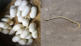 居民買大量蛇蛋賣不掉　千蛇破蛋而出襲社區（圖／翻攝自微博）