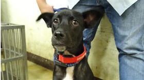 台北,棄養,動保,青年公園,阿福,狗（圖／翻攝北市動保處官網）