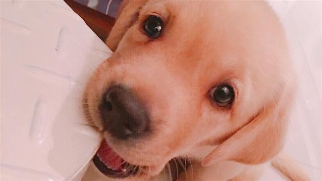 萌警犬拒當「單身狗」？神秘對象現身