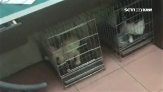 寵物店藏賭場　警破門攻入嚇壞貓狗