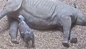 瀕危黑犀牛生了！寶寶喝奶萌樣曝光
英國,切斯特動物園,東非黑犀牛,極度瀕危,出生
https://youtu.be/BsUDKnjfDUc