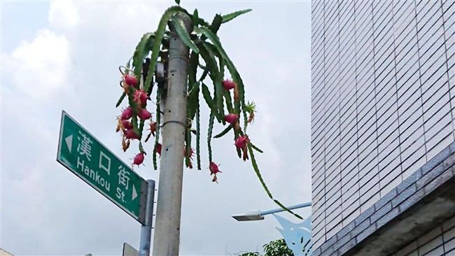 火龍果竟長在電線杆上？　引民眾圍觀