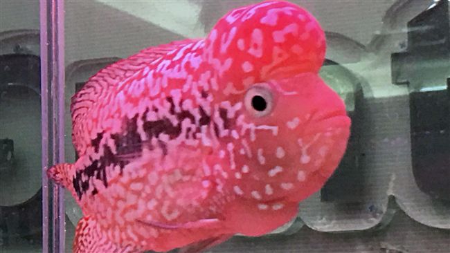 屏東觀賞魚交流比賽　為台灣主要重鎮