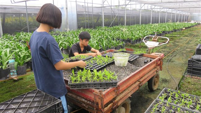 新社花農傳承農業技術　推廣友善農地
