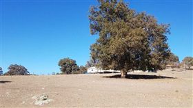 澳洲,乾旱,新南威爾斯省,農民,農地（圖／翻攝自Brandi Saari's Twitter）