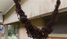 螞蟻搭「肉身之橋」攻佔蜂巢。（圖／翻攝自Francisco Boni推特）