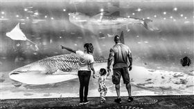 巨石強森參觀水族館