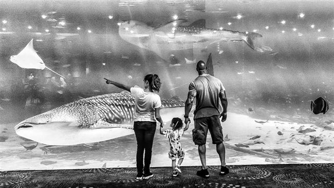 想騎鯨鯊…巨石強森參觀水族館犯眾怒