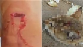 大陸,江西,女攤販,流浪貓,斬首（圖／翻攝自《梨視頻》）