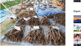 日本,東京小學,二次大戰,手榴彈,軍事裝備（圖／翻攝自《Kyodo News》）