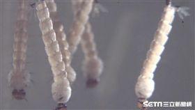 ▲白線斑蚊幼蟲(孑孓)。（圖／疾管署提供）