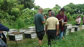 台南,蜂箱,善化,蜜蜂買賣園地,臉書,