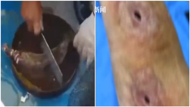 殺魚劃傷指甲！大叔手被蛀空…見恐怖黑洞