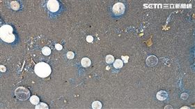 宜蘭外澳海灘錢幣水母
圖／Rising Sun Surf Inn授權提供