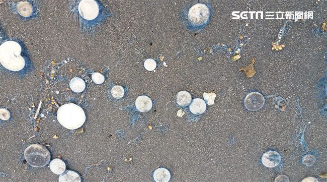 海灘好多「錢幣」…小心撿起來秒見醫
