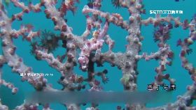 偷豆丁海馬0800(DL)