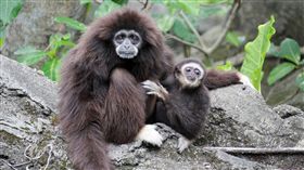 父代母職　白手長臂猿爸爸成模範父親