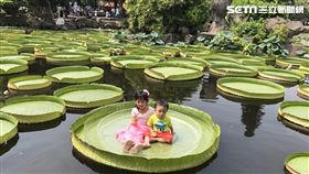 雙溪公園,大王蓮,台北市工務局,公園處,漂浮