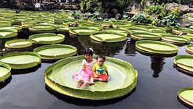 恐成絕響　乘坐雙溪公園大王蓮10日起報名