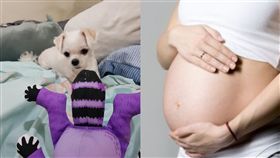 男友媽「養狗不會懷孕」　網酸：跟婆婆住才不會（左圖／翻攝自爆怨公社、右圖／翻攝自pixabay）