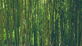 竹林,樹林,偏僻,山區(示意圖/pixabay)