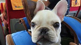 愛犬遭「烘死」　寵物店：要告去告
台中,寵物店,寵物美容,法鬥,Dcard,烘箱,熱衰竭
https://www.dcard.tw/f/pet/p/229291473