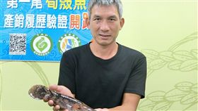 退休師養筍殼魚　挑戰產銷履歷驗證第一人