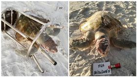 美國一隻肯氏海龜慘死海灘（圖／翻攝自South Walton Turtle Watch臉書）
