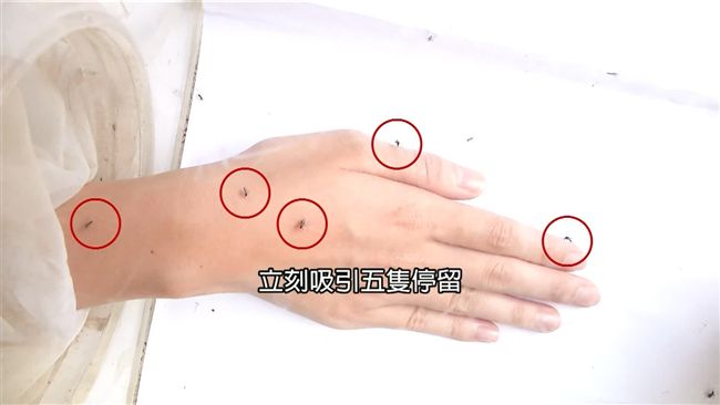 網瘋傳天然驅蚊法　50隻蚊實測效果