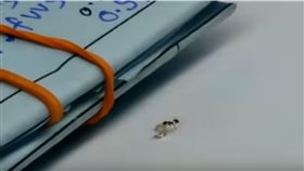 螞蟻,動物,小偷,鑽石,影片