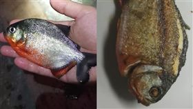 食人魚,吃,魚,飼主,停電