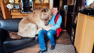 夫妻收留流浪熊　23年後牠撒嬌回報