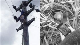 大陸,電桿,觸電,斷頭,高壓電,家長,鳥巢,爬電桿,懸掛,屍體　圖／翻攝自微博　