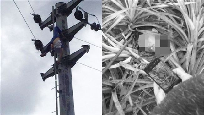 爬電桿摘鳥巢觸電　頭遭斷開屍體懸空