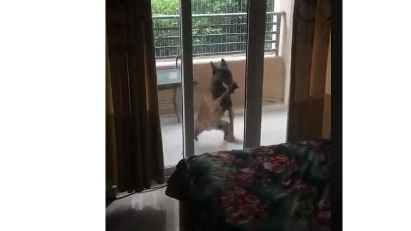 毛孩瘋狂敲門　猙獰如大野狼笑翻主人
