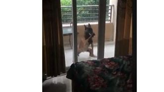 毛孩瘋狂敲門　猙獰如大野狼笑翻主人