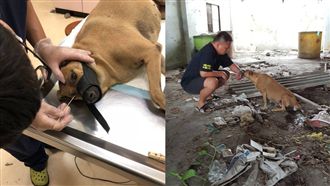 狗遭撞癱哀叫　得救露笑容：終於來了