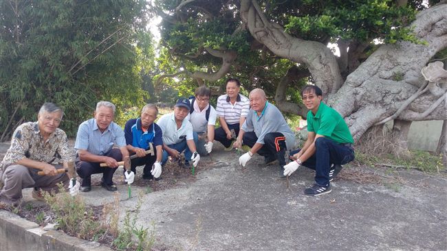 榕樹快被水泥壓死？　生命垂危急搶救