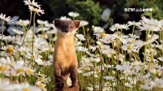 不只土撥鼠！台灣黃喉貂也會報天氣