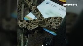 L天熱蛇咬婦1600