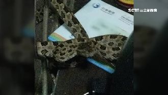 遭龜殼花狠咬一口　警鳴笛開道助就醫