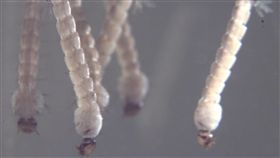 新北登革熱群聚再增2例　延燒至新莊興漢里新北市新莊區登革熱疫情延燒，疾管署6日宣布再增2名病例，且感染區域從新莊的瓊林里延燒至人口較稠密的興漢里，至今共造成8人感染。圖為白線斑蚊幼蟲孑孓。（疾管署提供）中央社記者張茗喧傳真　107年8月6日