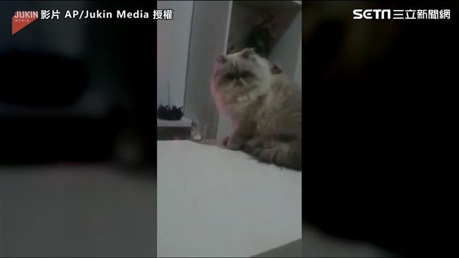 「朕不太喜歡！」喵皇這些都不要了！