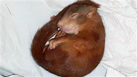 松鼠寶寶死纏路人　警方到場「收編」
德國,卡爾斯魯爾,松鼠,吉祥物,Karl-Friedrich
翻攝自推特