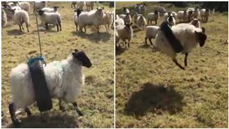 羊被輪胎鞦韆卡死…網：像人生失敗組