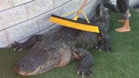 佛州巨鱷也愛按摩！（圖／翻攝自
Everglades Holiday Park 臉書）