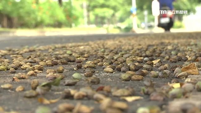 行道樹落果害騎士自摔亡？家屬提國賠