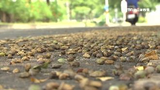 行道樹落果害騎士自摔亡？家屬提國賠