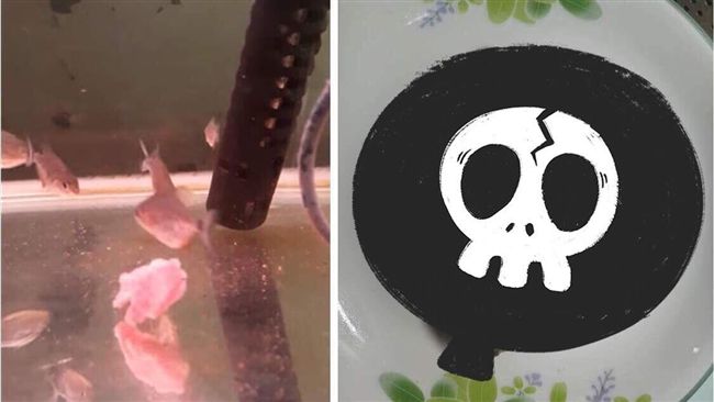 食人魚停電暴斃　飼主含淚「腹葬」