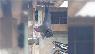 巨型蝙蝠掛屋簷！網驚：德古拉睡覺？